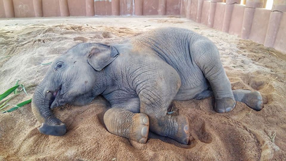 After, he explored his new shelter Dok Geaw fall asleep. Source: Elephant Nature Park