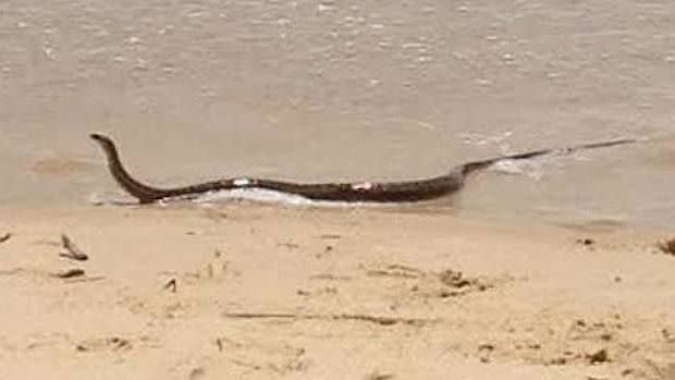 Von wegen Hai-Alarm! Schlange überrascht Rettungsschwimmer am Strand