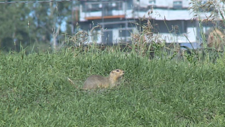 Gophers 'ripping up crops' at Calgary-area farm