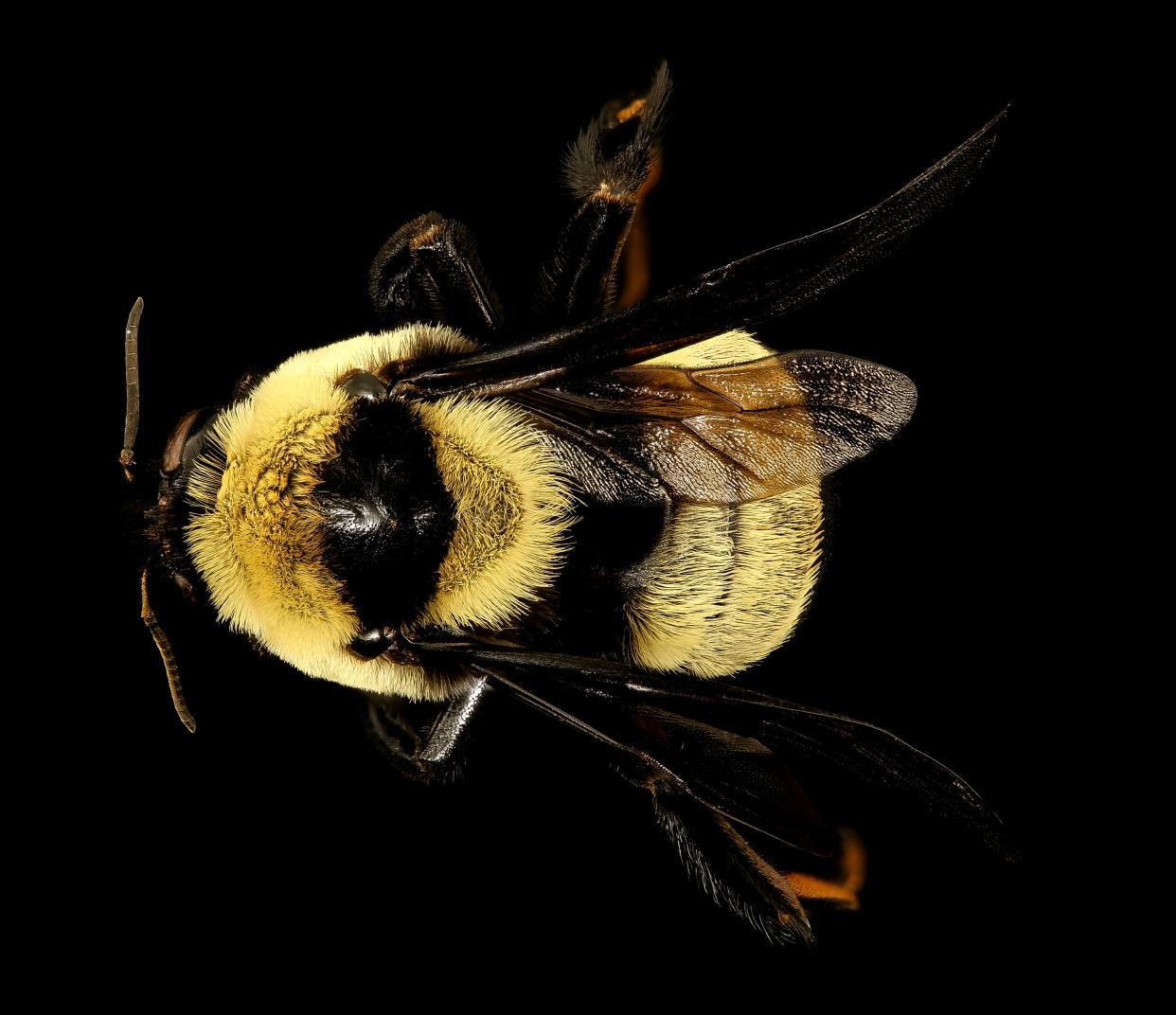 The Southern Plains bumble bee may soon be listed under the Endangered Species Act.