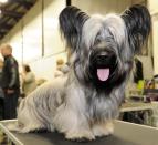 <p>A Skye Terrier's giant ears can resemble two different things, depending on how you look at them: bat wings or pigtails. Despite the fact that their hair often covers their eyes, these <a rel="nofollow noopener" href="https://www.goodhousekeeping.com/life/pets/g4748/top-smartest-dog-breeds/" target="_blank" data-ylk="slk:dogs are smart;elm:context_link;itc:0;sec:content-canvas" class="link ">dogs are smart</a> and <a rel="nofollow noopener" href="https://www.goodhousekeeping.com/life/pets/advice/a20044/dog-training-breed-behavior/" target="_blank" data-ylk="slk:easily trained;elm:context_link;itc:0;sec:content-canvas" class="link ">easily trained</a>. </p>