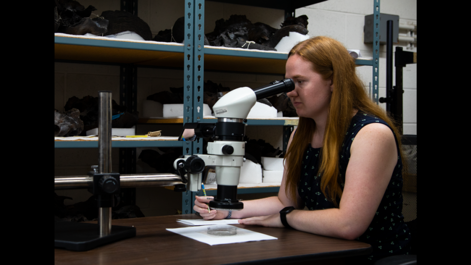 UCLA graduate student Lisa Martinez examining sediment samples from Lake Elsinore, California. The samples revealed the presence of charcoal, providing evidence of wildfires. Natalja Kent/Courtesy of Natural History Museums of Los Angeles County