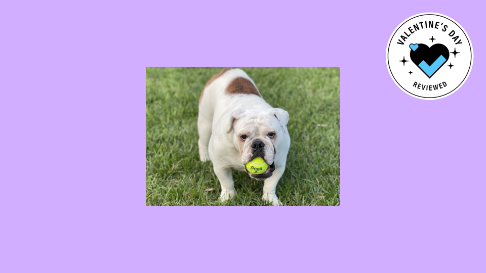 Best gifts for your pet for Valentine's Day: Tennis balls