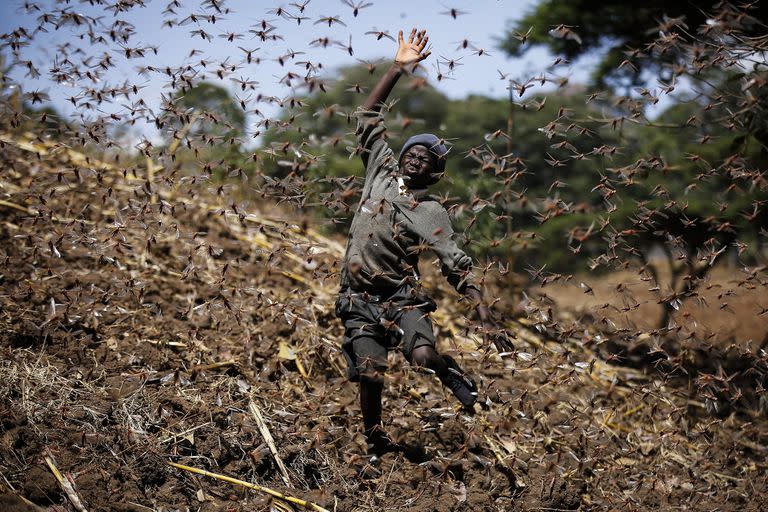 Stephen Mudoga, de 12 años, intenta ahuyentar un enjambre de langostas en su granja cuando regresa a casa de la escuela, en Elburgon, en el condado de Nakuru, Kenia, el 17 de marzo 

