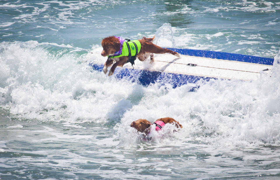 Surfing Dogs