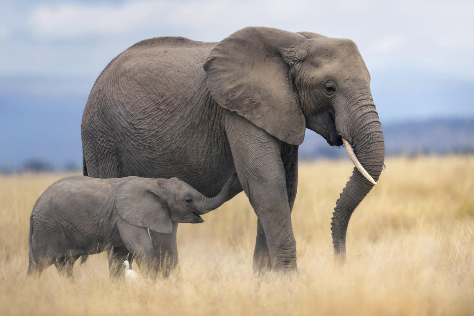 Portrait of a mother elephant nursing her young calf in soft sunlit grass while cattle egret looks on at Amboseli National Park, Kenya.