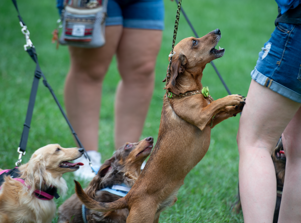 Toby, 5, a dachshund mix, stands for owner Stephanie Rhodes of Rootstown. Sawyer, 7, a long-haired cream. and Ella, 6, a long hair. The 2023 North East Ohio Dachshund Picnic was Saturday, July 8, at Plum Creek Park in Kent. It has been held annually since 1999. The picnic gathers donations for the Portage County dog warden and shelter as well as promotes dachshund rescues.