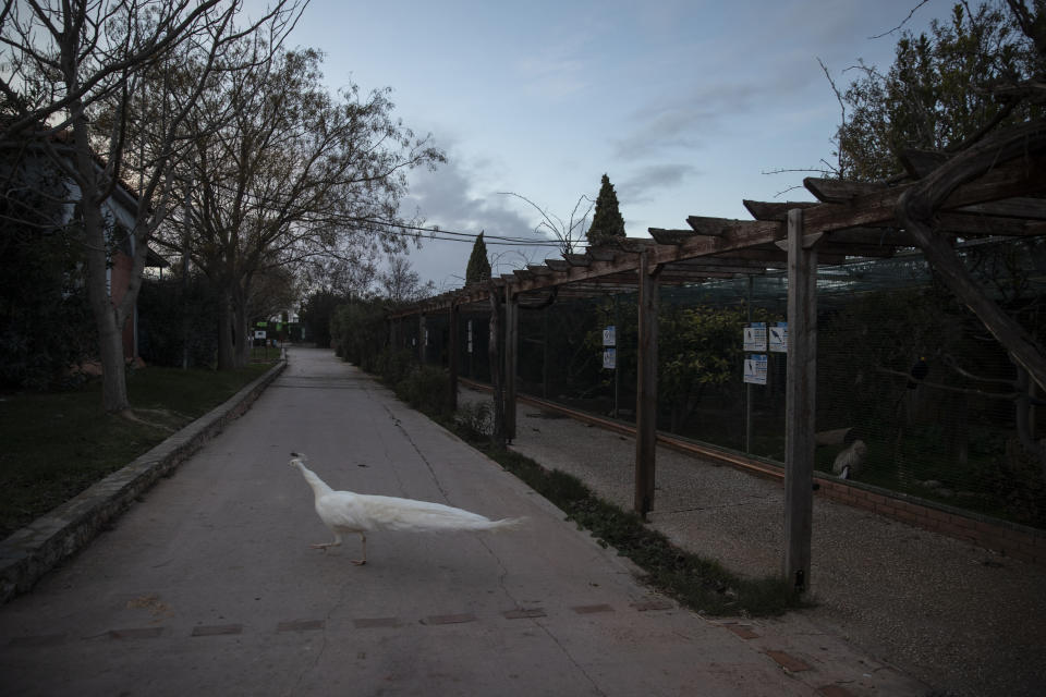 A white peacock walks across a pathway in the Attica Zoological Park in Spata, near Athens, on Thursday, Jan. 21, 2021. After almost three months of closure due to COVID-19, Greece's only zoo could be approaching extinction: With no paying visitors or state aid big enough for its very particular needs, it still faces huge bills to keep 2,000 animals fed and healthy. (AP Photo/Petros Giannakouris)