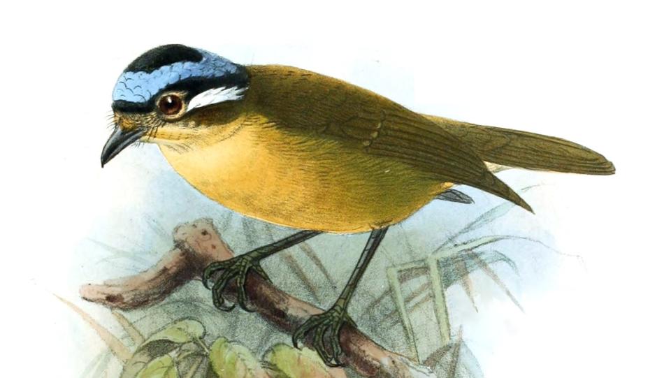 An illustration of a blue-capped ifrit (Ifrita kowaldi)