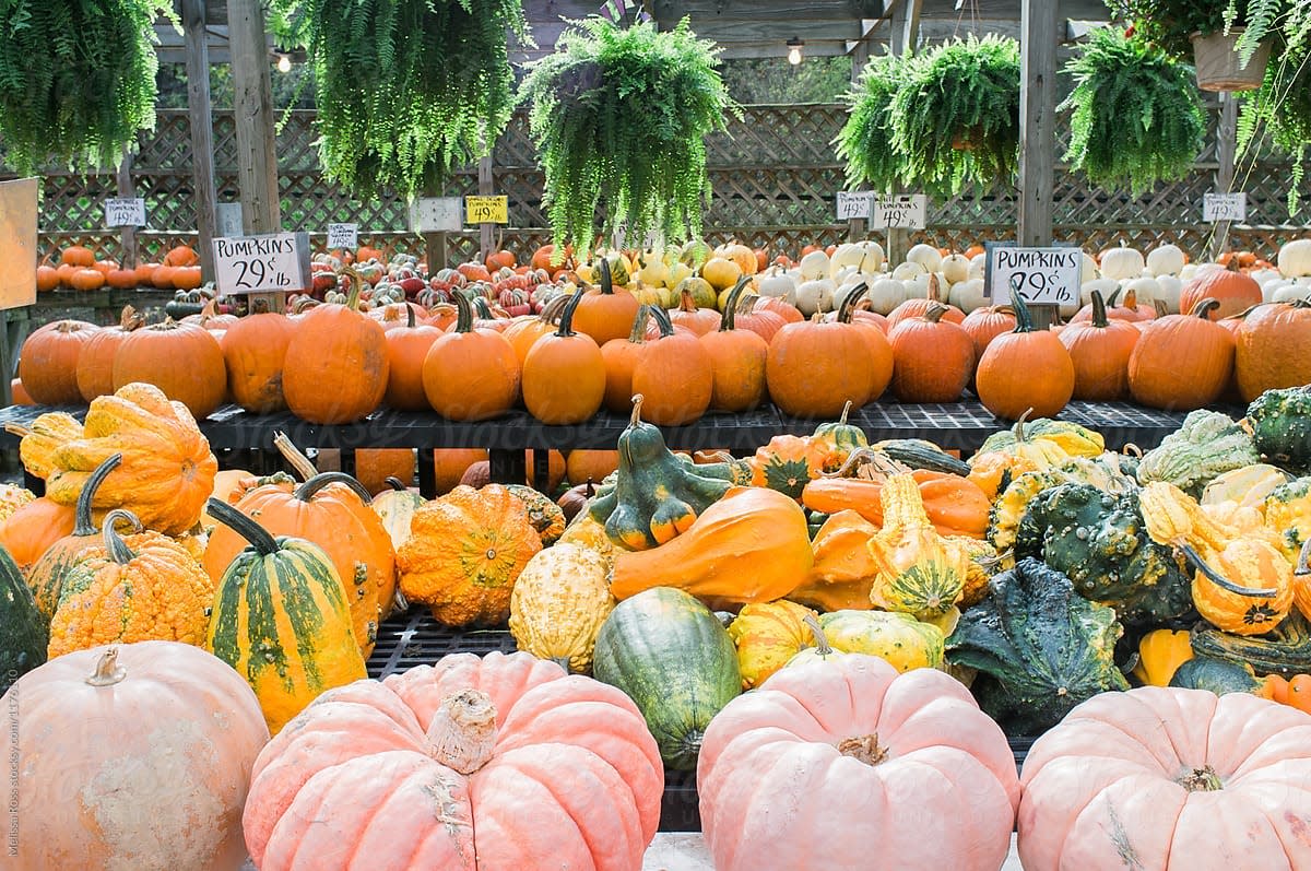 Floyd County pumpkins.