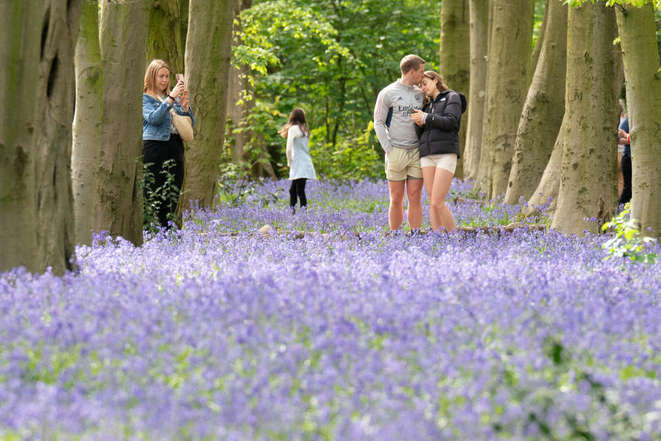 Visitors to Wanstead Park in north east London enjoy the early display of Bluebells in Chalet Woods. Picture date: Sunday April 14, 2024. (Photo by Stefan Rousseau/PA Images via Getty Images)