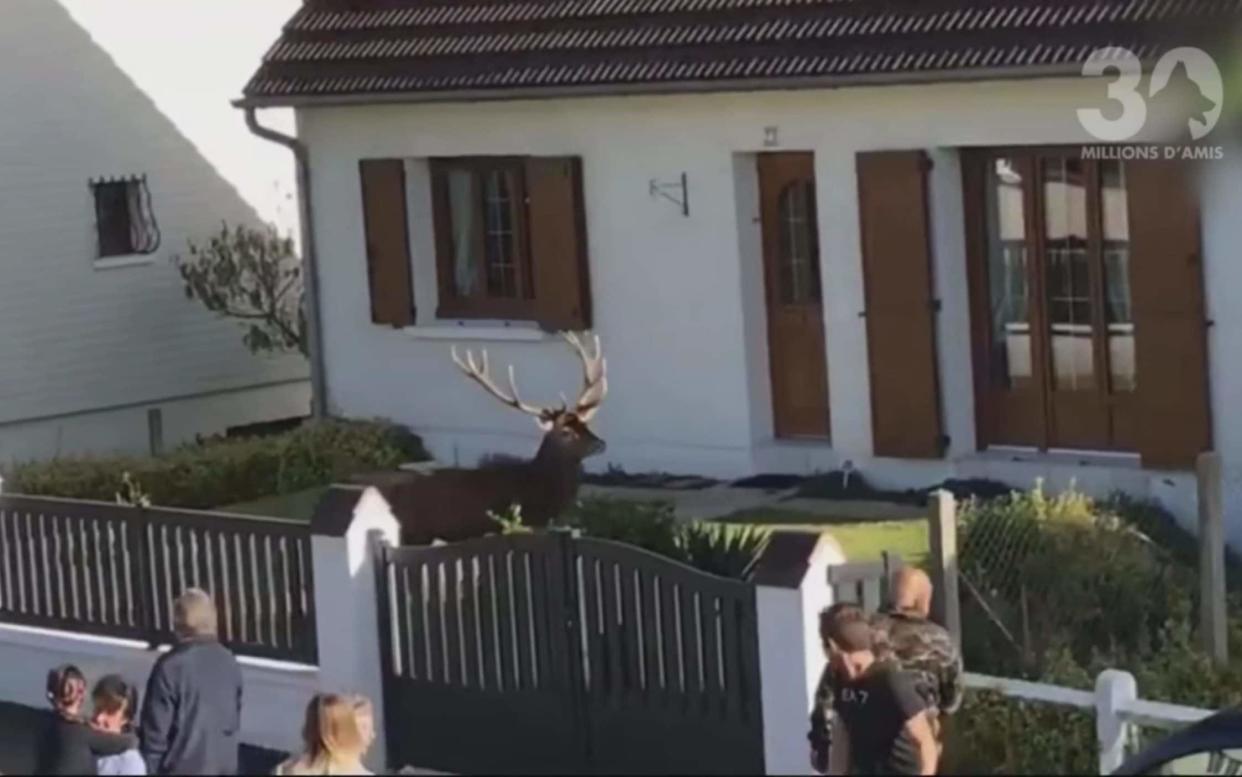 The film on October 21 shows the stag in the front garden in the village of Lacroix-Saint-Ouen - AVA Picardie/30 Millions d'Amis