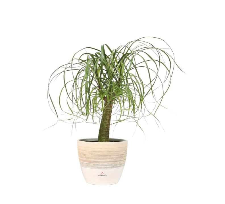 Ponytail Palm