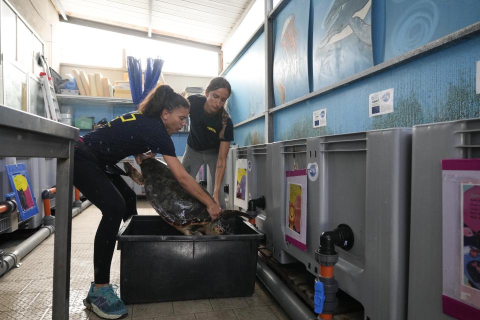 A turtle is transported into a basket by marine biologists Linda Albonetti, right, and Sara Segati at CESTHA, the Experimental Center for the Protection of Habitats, inside a former fish market in Marina di Ravenna, on the Adriatic Sea, Italy, Saturday, June 8, 2024. (AP Photo/Luca Bruno)