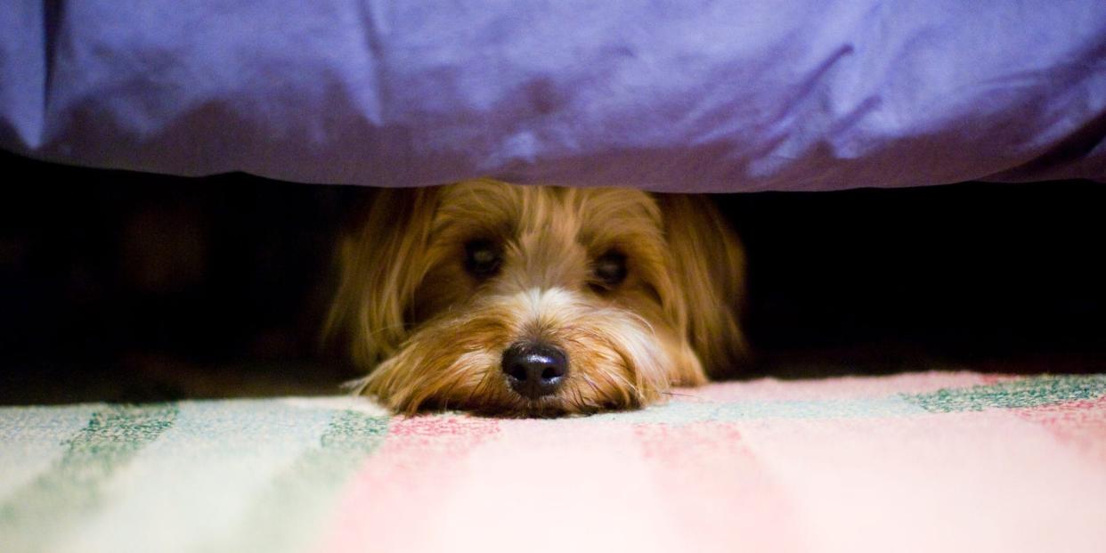 Cute dog hiding under a bed. The comforter is purple and the carpet is multicolored with green and pink showing.