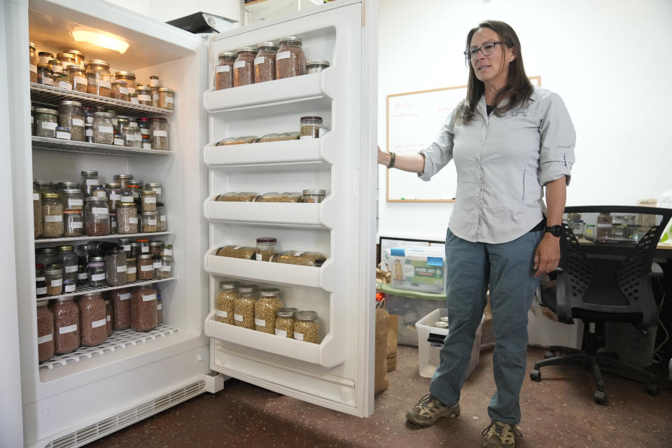 Madena Asbell, director of plant conservation programs at the Mojave Desert Land Trust, shows collected seeds stored in refrigerators at the Mojave Desert Seed Bank, Wednesday, June 12, 2023, in the Mojave Desert near Joshua Tree, Calif. (AP Photo/Damian Dovarganes)