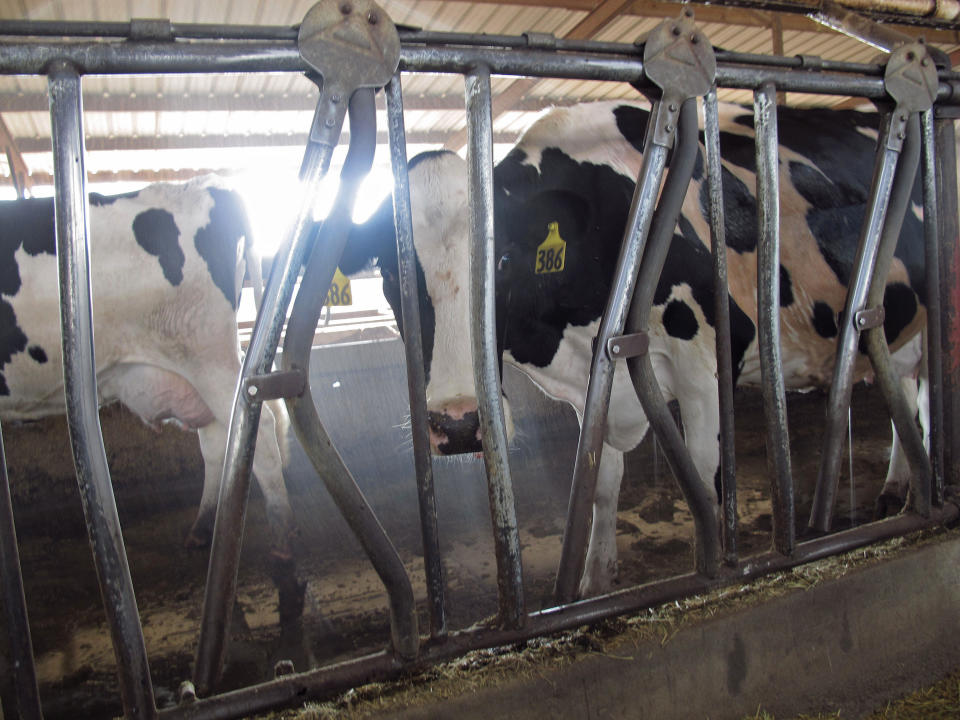 In this photo taken Sept. 14, 2012, cows at the the Atsma-Cameron Dairy in take a break from feeding in Hanford, Calif. Across California, the nation's largest dairy state, dozens of dairy operators have filed for bankruptcy or sold their herds because of high feed costs and milk prices that are lower than in other states. (AP Photo/Gosia Wozniacka)