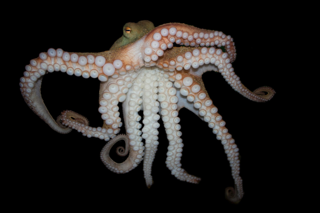 octopus