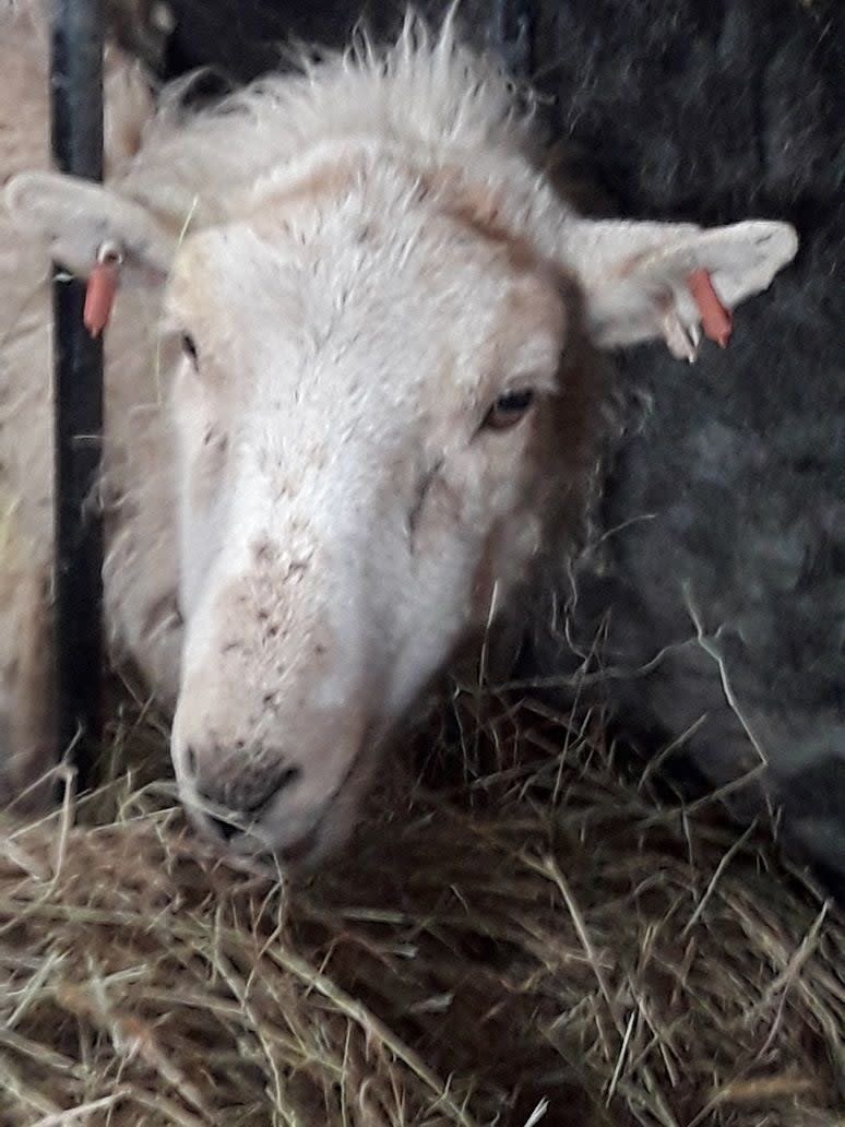 The sheep that was rescued from a 100ft cliff in Llandudno (PA)