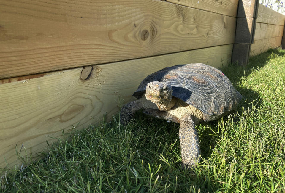 Dotty the desert tortoise explores her enclosure in Scottsdale, Ariz., on May 3, 2023. The surprising warmth of these ancient cold-blooded creatures has made them popular pets for families with pet dander allergies and for retirees. (AP Photo/Alina Hartounian)