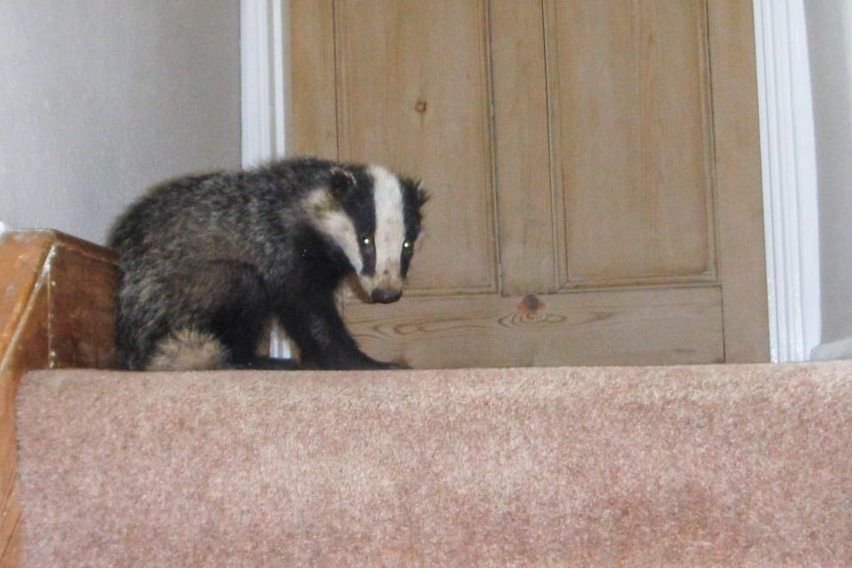 The badger was discovered at the top of the first floor stairs by homeowner, Graham Rait. (Caters News)