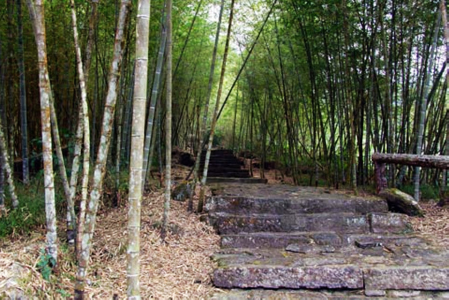 南投萬年亨衢竹林步道(圖片來源：南投觀光旅遊網)