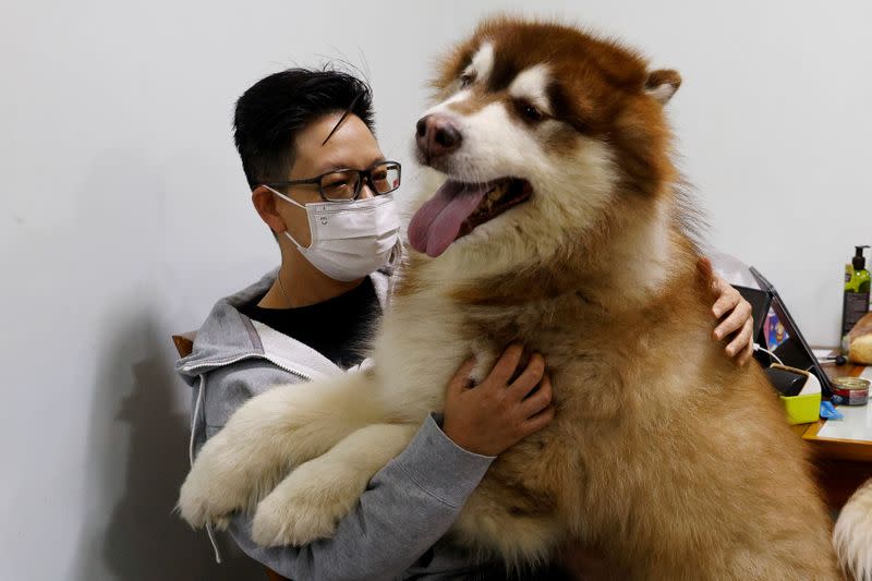 Don Yip plays with his pet Alaskan Malamute dog called Mocha, before their emigration to Britain, in Hong Kong, China