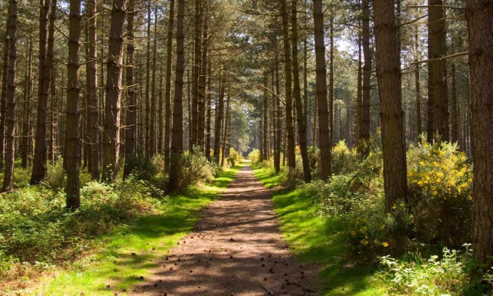 Thetford Forest, Norfolk.