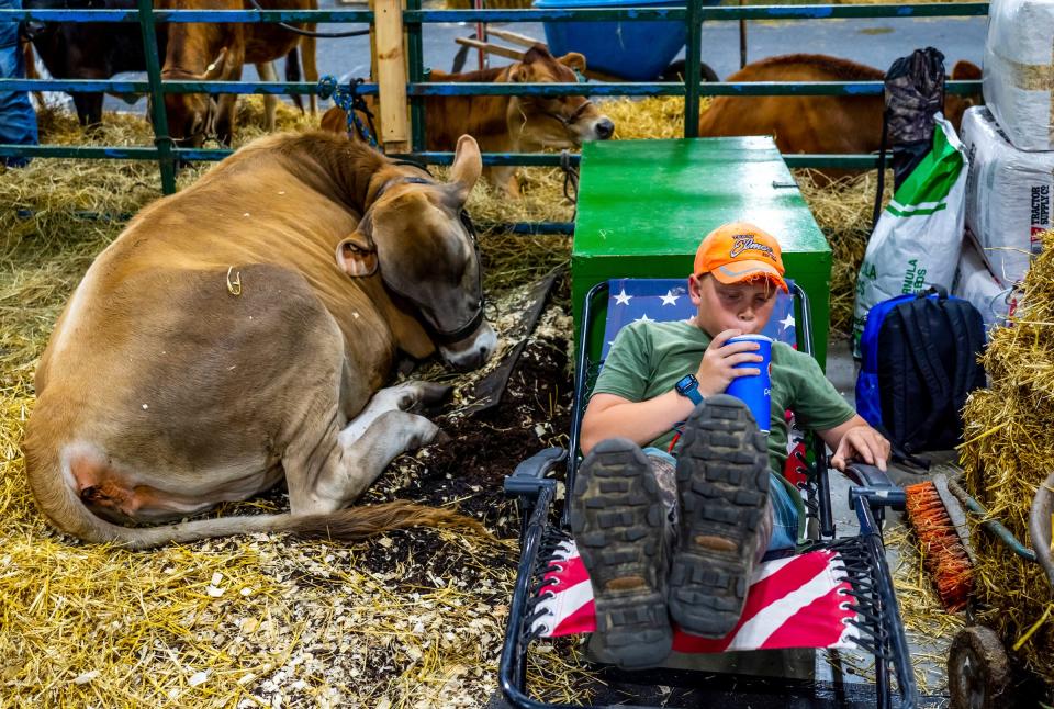 Waylan Wick, of Howell, relaxes while sitting next to his sister's cow Tasha as he helps her while she shows livestock at the Michigan State Fair in Novi at the Suburban Collection Showcase on Sept. 1, 2022.
(Photo: Ryan Garza, Detroit Free Press)