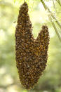 Honey Bees hanging from a tree branch creating a heart. These extraordinary images, taken by photographers across the globe, show Mother Nature celebrating the big day with iconic heart shapes appearing all over the natural world. The charming pictures capture Mother Natures romantic side and feature several signs of love including an adorable fluffy penguin with a white heart emblazoned on its chest. Other natural displays include a flamingo creating a heart shape with its white and pink plumage and two swans which appear to kiss as they form a heart shape with their necks. (PIC BY PAPILIO PHOTOS / CATERS NEWS)