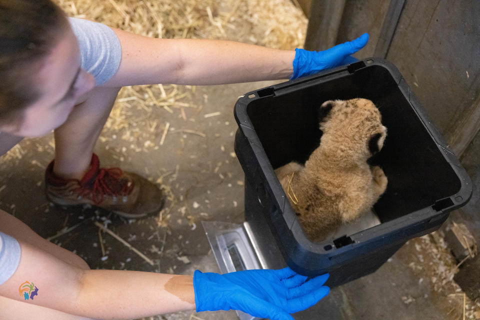 Regular weigh-ins confirm the new cub’s continued well-being.