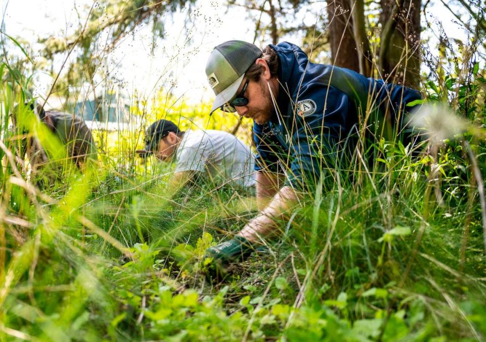 Washington Conservation Corps Supervisor Kevin Sandin pulls plants from the ground as he helps restore the Trafton open space in South Tacoma, Wash. as part of the City of Tacoma’s Open Spaces Program, on May 10, 2023.