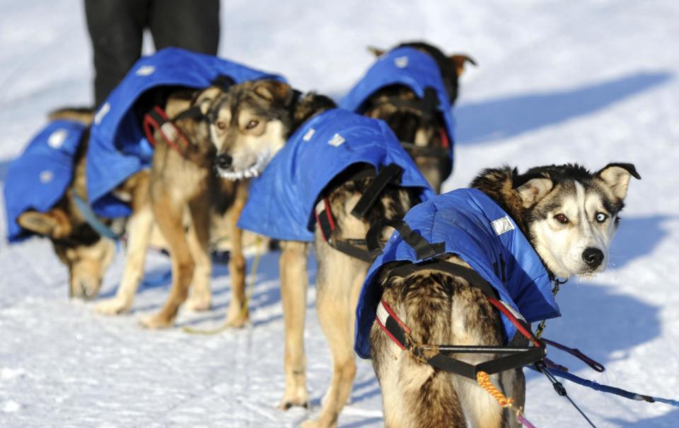 Mitch Seavey’s dogs look back at the musher after they arrived at the White Mountain checkpoint during the Iditarod Trail Sled Dog Race on Monday, March 10, 2014, in White Mountain, Alaska. (AP Photo/The Anchorage Daily News, Bob Hallinen)