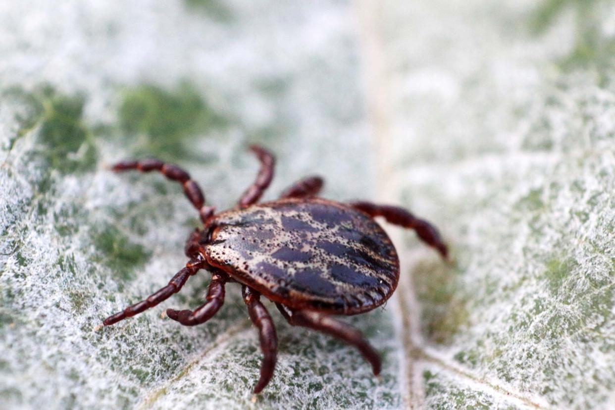 close up of tick