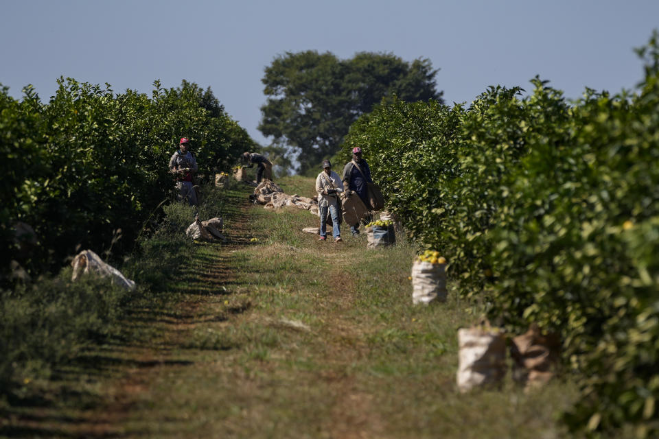 Workers harvest oranges on a farm in Mogi Guacu, Brazil, Thursday, June 13, 2024. Brazil, the world's largest exporter of orange juice, has been affected by heatwaves, a lack of rainfall and an increase in citrus greening bacteria. (AP Photo/Andre Penner)