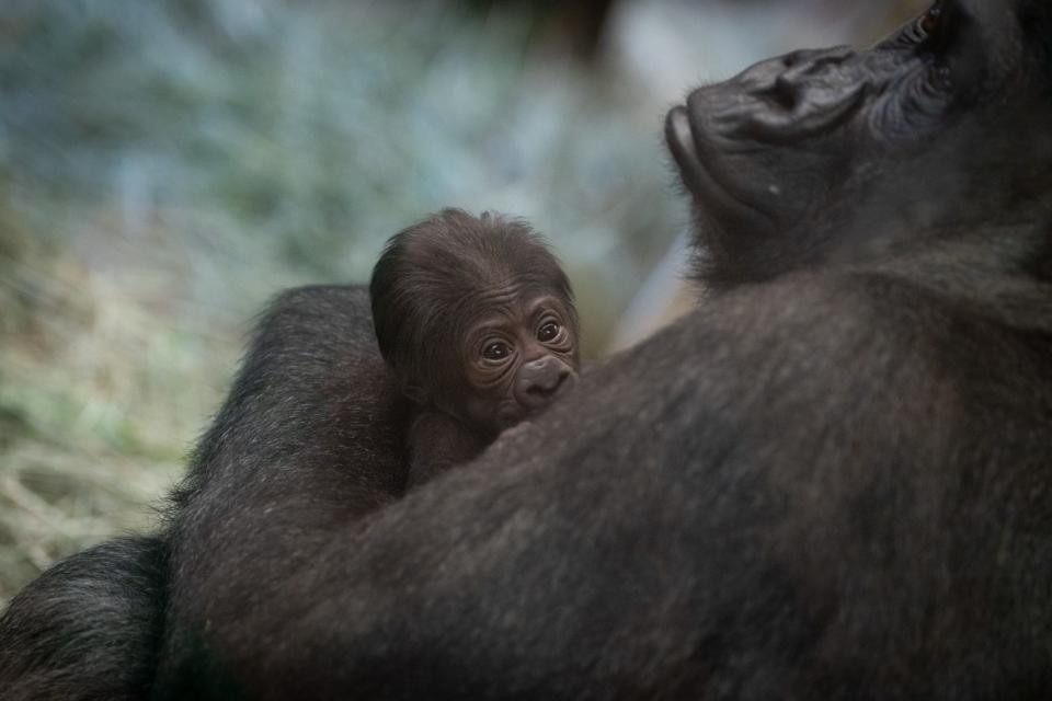 Gorilla Sully and baby