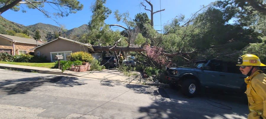 A 70-foot tree sliced through the living room of a home in La Crescenta on March 14, 2024.