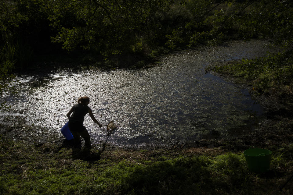 Helen Greaves, una estudiante de posgrado que forma parte del Pond Restoration Research Group del University College de Londres, toma muestras en un humedal en un terreno agrícola cerca de Hindolveston, Dereham, en el este de Inglaterra, el 13 de septiembre de 2019. En todo el mundo se llevan a cabo esfuerzos para recuperar los humedales que han sido rellenados para plantar cultivos o para satisfacer otras necesidades humanas. Sin ellos, las especies están en peligro y las inundaciones son un peligro cada vez mayor. (AP Foto/Emilio Morenatti)