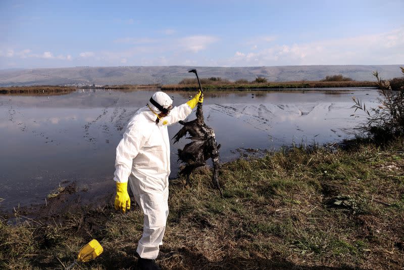 FILE PHOTO: Bird flu kills thousands of cranes in Israel's worst wildlife disaster