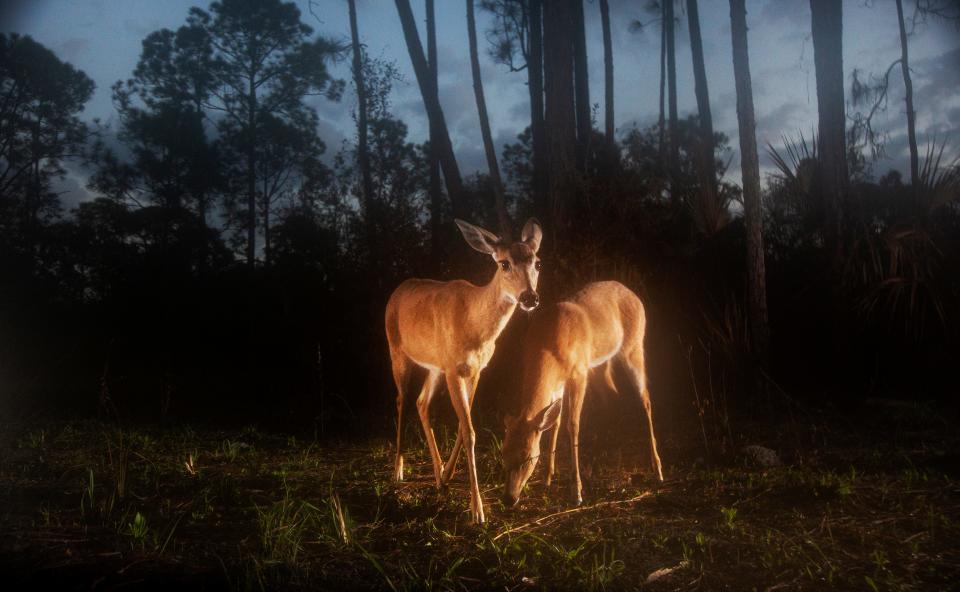 White tailed deer feed at Corkscrew Regional Ecosystem Watershed on Monday, March 6, 2023. Captured using a camera trap set up by News-Press photographer, Andrew West.