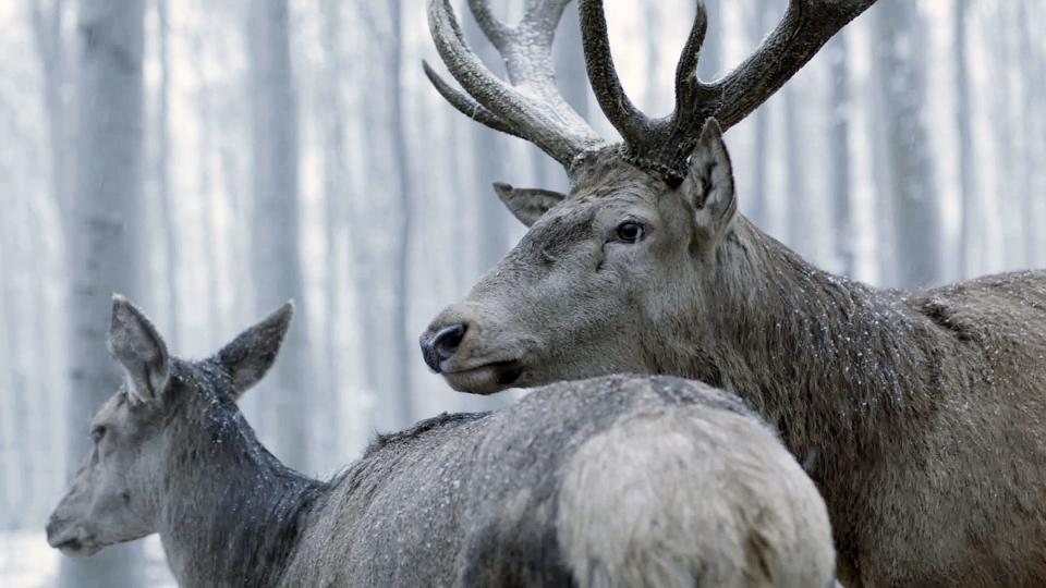 Ildikó Enyedis Berlinale-Gewinner “Körper und Seele” ist derzeit auf Mubi zu sehen (Bild: Alamode Filmdistribution)