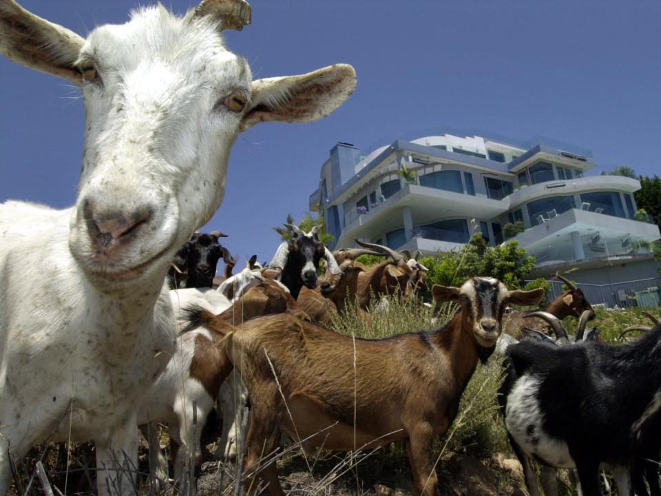 A goat peers into the camera as others behind it graze on the dried brush in front of a home in Laguna Beach in 2000.