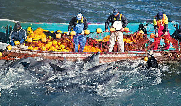 當地漁民稱捕豚方法既合日本法例，且為傳統做法，外界不應批評。（海洋守護協會圖片）