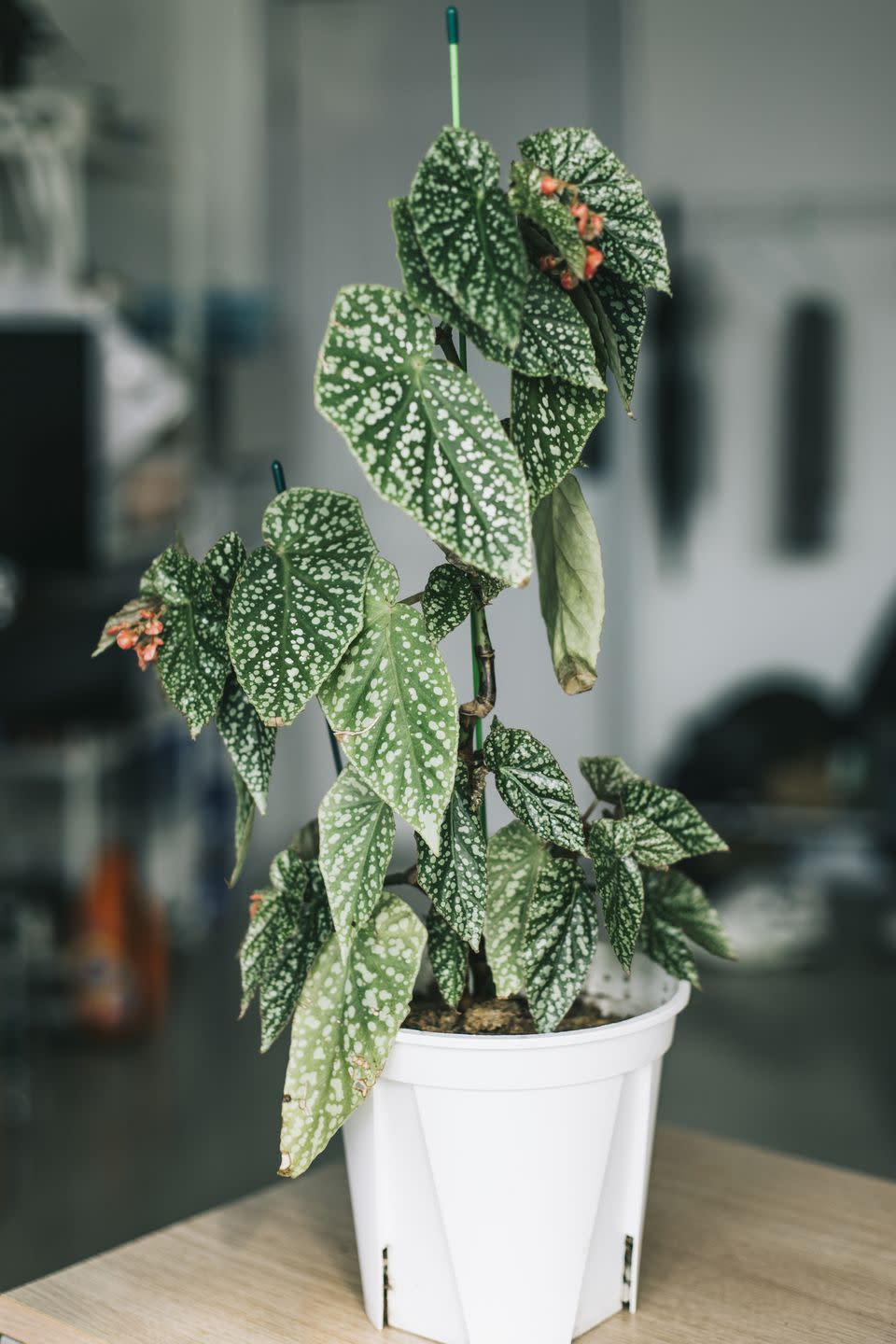 6) Begonia Plant