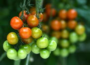 <p>11. Tu feras ton repas directement à partir de tes fruits et légumes issus de ton propre potager. Crédit photo : Getty Images </p>