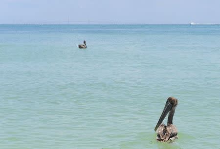 Two Brown Pelicans take a swim after being released at the Egmont Key National Wildlife Refuge near St. Petersburg, Florida in this May 30, 2010 file photo. REUTERS/U.S. Coast Guard/Nick Ameen/Handout