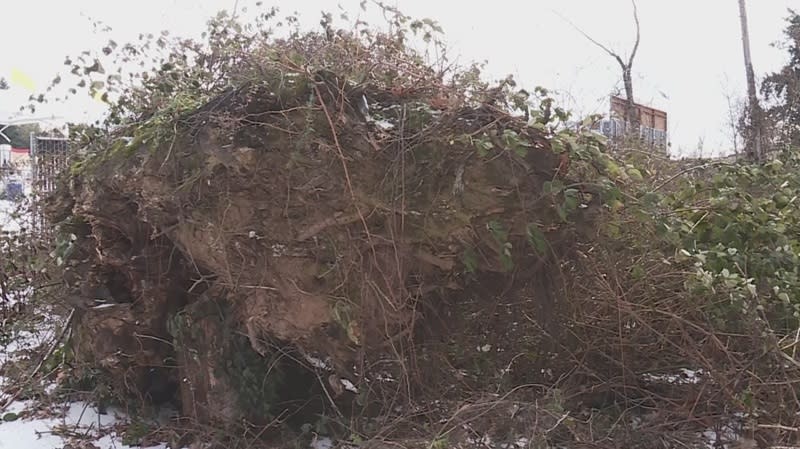 Tasia Wilson's family lost their Oak Grove house when this tree fell through their roof, January 16, 2024 (KOIN)