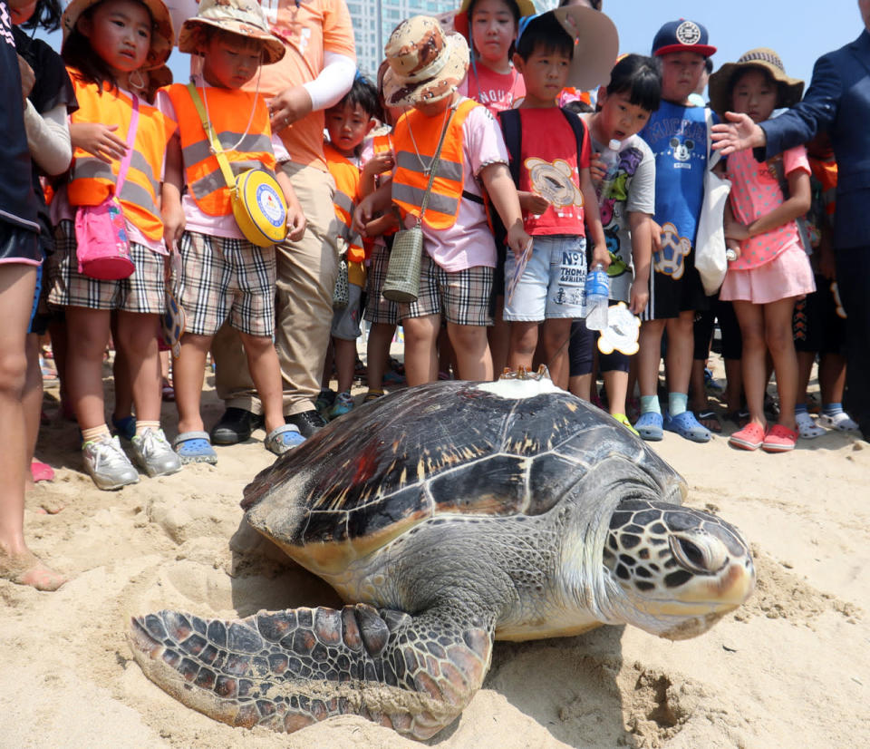 Green turtle returned to natural habitat in Busan