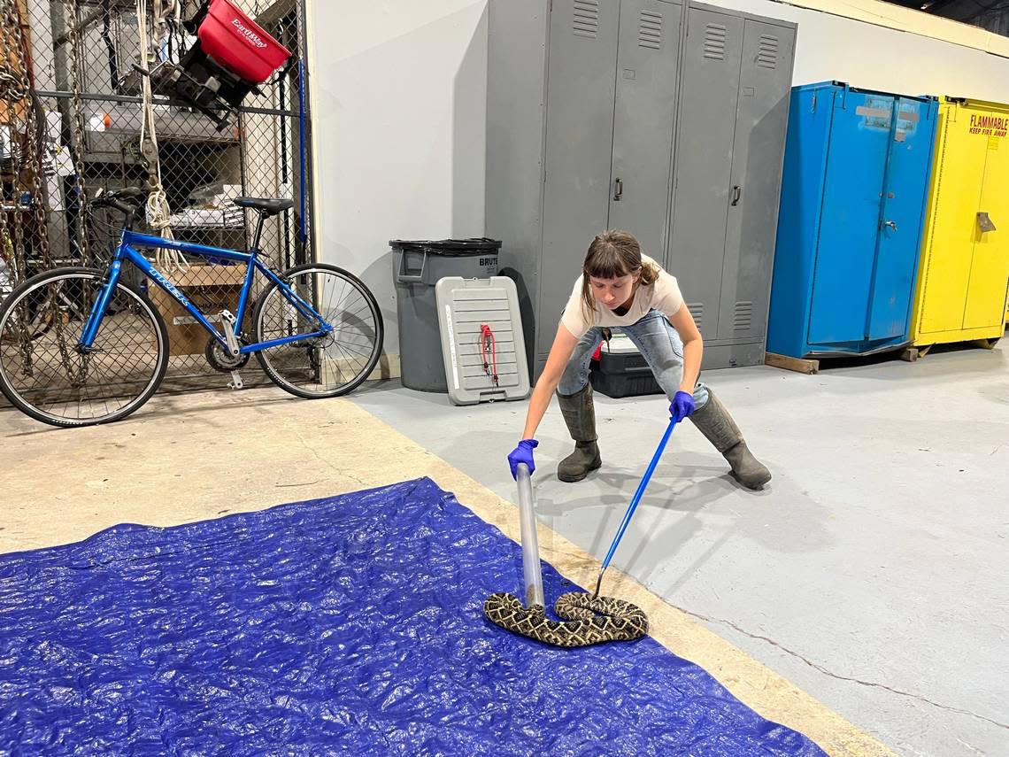 Emily Gray attempts to coax an eastern diamondback rattlesnake into a plastic tube so it can be safely handled as measurements are taken. A microchip also was inserted in the snake so it can be tracked over time. Karl Puckett/kapuckett@islandpacket.com
