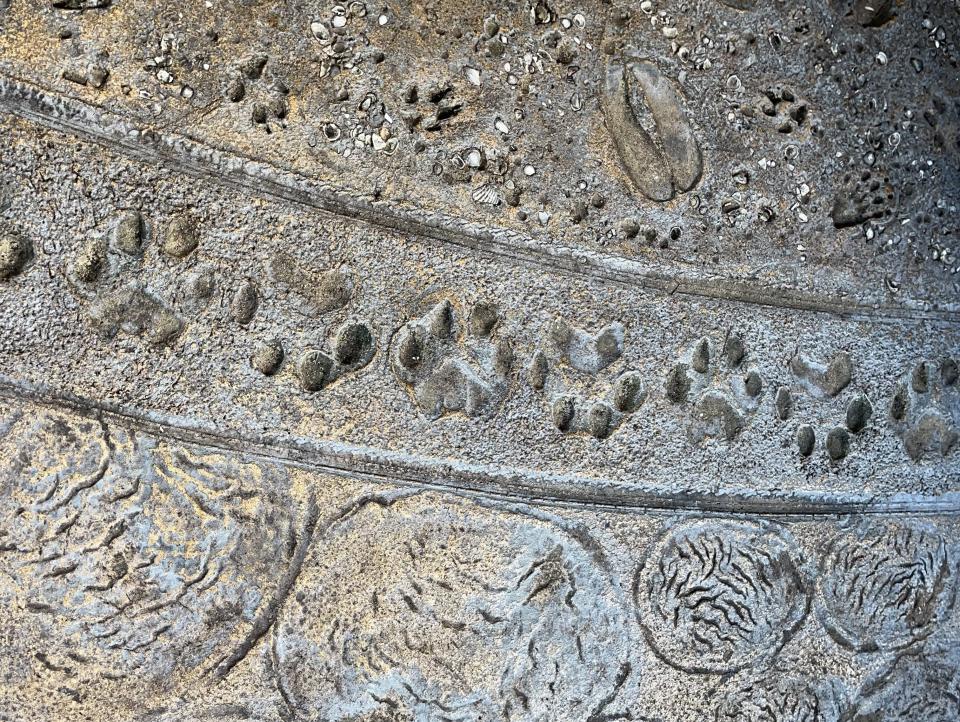 Animal footprints embedded into the outdoor flooring of Tiffins.